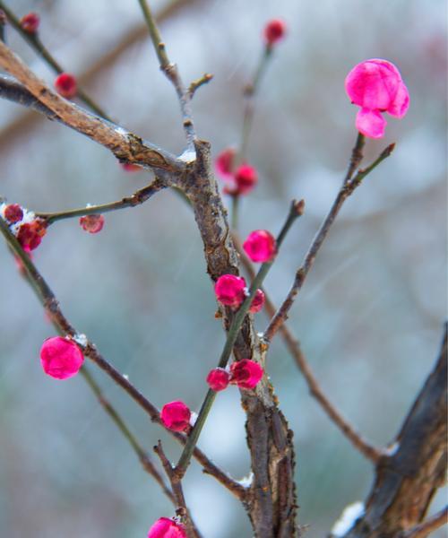 玩转荣耀梅花山雪（以梅花山雪为伴）