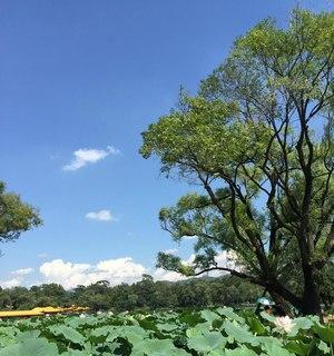 花语月通关攻略详解（掌握关键花语技巧）