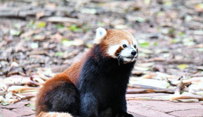 探索熊猫面馆（熊猫面馆萌新如何游玩）